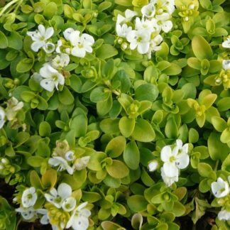 VERONICA repens aurea "Sunshine"