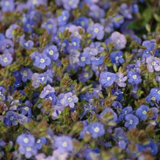 VERONICA x "Reavis" CRYSTAL RIVER®