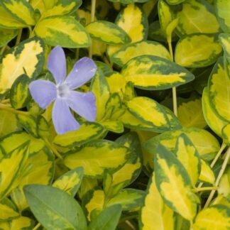 VINCA minor "Illumination"