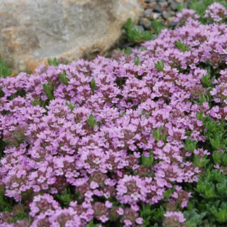 THYMUS praecox "Purple Carpet"